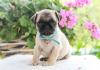 Buy a dog Ireland, Cork, Louth Pug