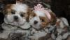 Puppies for sale Georgia, Batumi Shih Tzu