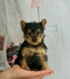 Puppies for sale Romania, Constanta Yorkshire Terrier