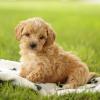 Puppies for sale Ireland, Cork, Louth , Maltipoo Puppies