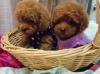 Puppies for sale Spain, Madrid Poodle
