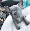 Puppies for sale USA, Florida, orange park French Bulldog