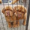 Puppies for sale Cyprus, Paphos Other breed, DOGUE DE BORDEAUX