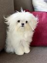 Puppies for sale Moldova, Balti Maltese