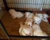 Puppies for sale Hungary, Budapest Maltese