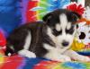 Puppies for sale Germany, Dusseldorf Haski