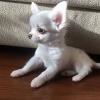 Puppies for sale Lithuania, Plunge Chihuahua