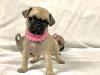 Puppies for sale Estonia, Narva Pug