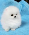 Puppies for sale Belgium, Gant Pomeranian Spitz