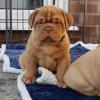 Puppies for sale Spain, Seville Other breed, DOGUE DE BORDEAUX