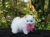 Puppies for sale Estonia, Kohtla-Jarve Pomeranian Spitz