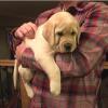 Puppies for sale Denmark, Kopenagen Labrador Retriever