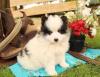 Puppies for sale Ireland, Cork, Louth , Pomsky Puppies