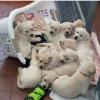 Puppies for sale Germany, Frankfurt Labrador Retriever