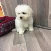 Puppies for sale Belgium, Brussels Bichon