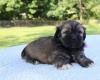 Puppies for sale Belgium, Brussels Lhasa Apso