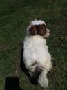 Puppies for sale Cyprus, Protaras Havanese
