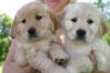 Puppies for sale Belgium, Brussels Golden Retriever