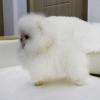 Puppies for sale Ireland, Dublin Pomeranian Spitz