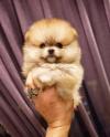 Puppies for sale Estonia, Sillamyae Pomeranian Spitz