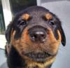 Puppies for sale Germany, Stuttgart Rottweiler