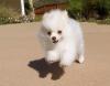 Puppies for sale Germany, Berlin , Pomeranian