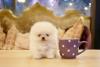 Puppies for sale Ireland, Cork Pomeranian Spitz