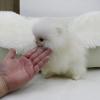 Puppies for sale France, Calais Pomeranian Spitz
