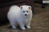 Puppies for sale Poland, Warsaw Eskimo dog