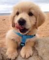 Puppies for sale Cyprus, Larnaca Golden Retriever
