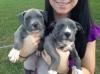 Puppies for sale Germany, Cottbus American Pit-Bull Terrier