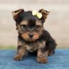 Puppies for sale Belgium, Brussels Yorkshire Terrier