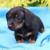 Puppies for sale Greece, Athens Dachshund