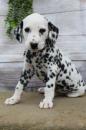 Puppies for sale Greece, Athens Dalmatian