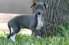 Puppies for sale Greece, Athens Italian Greyhound