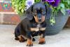 Puppies for sale Sweden, Vesteros Dachshund