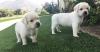 Puppies for sale Cyprus, Ayia Napa Labrador