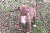 Puppies for sale Germany, Bremen American Pit-Bull Terrier