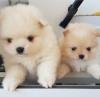 Puppies for sale Sweden, Goteborg , Pomeranian