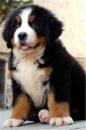 Puppies for sale Germany, Dusseldorf Bernese Mountain Dog