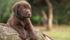 Puppies for sale Cyprus, Nicosia Labrador