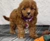 Puppies for sale Cyprus, Larnaca , Cavapoo