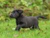 Puppies for sale Germany, Cologne Labrador