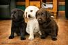 Puppies for sale France, Paris Labrador