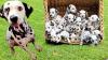 Puppies for sale Denmark, Kopenagen Dalmatian