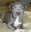 Puppies for sale Netherlands, Eindhoven American Pit-Bull Terrier