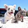 Puppies for sale USA, California, Los Angeles French Bulldog, Male and female