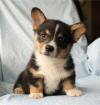Puppies for sale Belgium, Antwerp , Welsh Corgi Pembroke