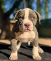 Puppies for sale Cyprus, Limassol American Pit-Bull Terrier