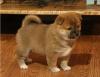Puppies for sale Belgium, Antwerp , Shiba Inu